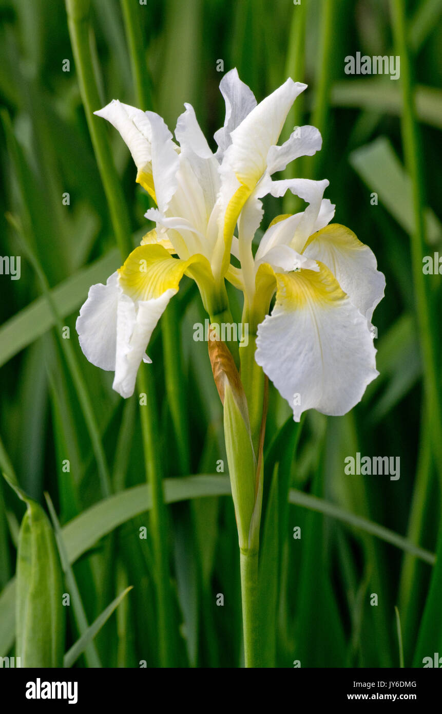 Iris siberiano 'Snowcrest' Foto Stock