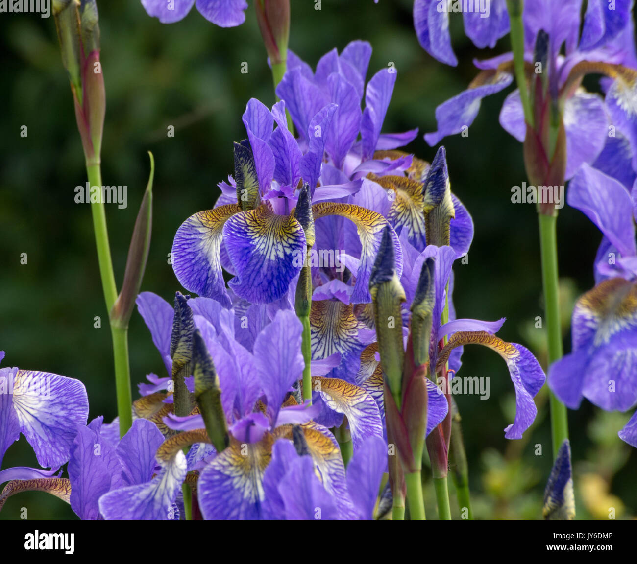Iris sibirica 'Tropic Notte' Foto Stock