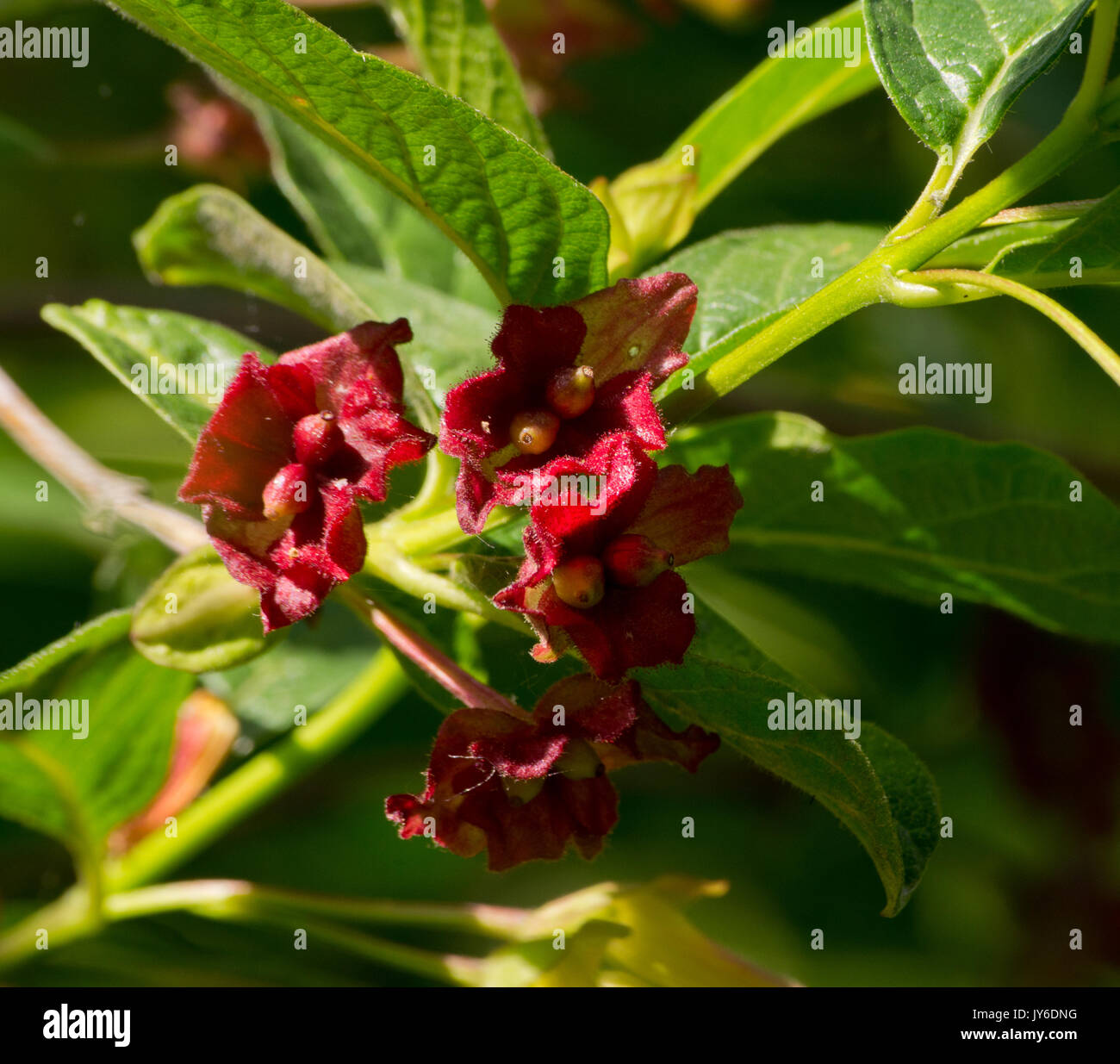 Lonicera involucrata ledebourii Foto Stock
