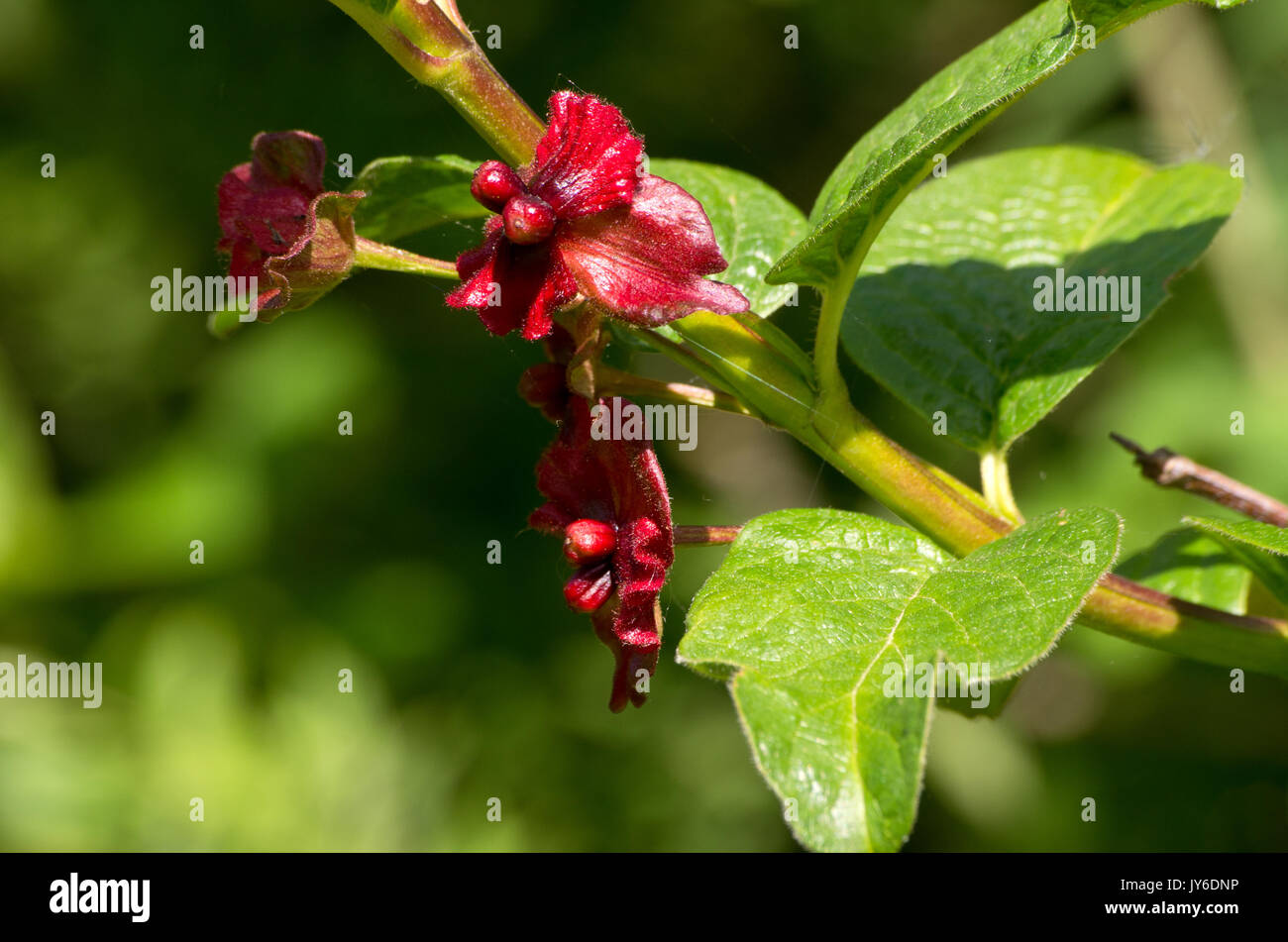 Lonicera involucrata ledebourii Foto Stock