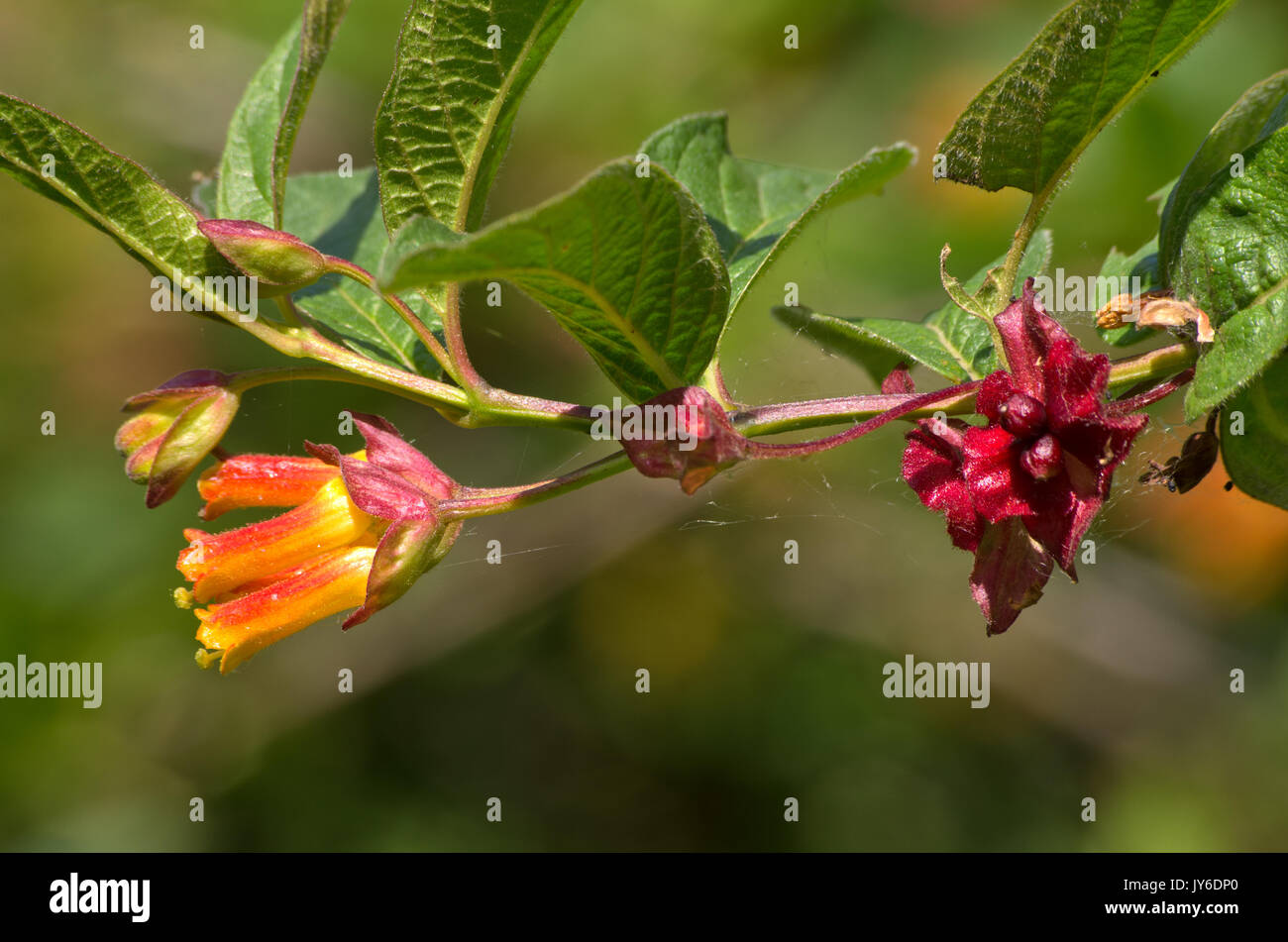 Lonicera involucrata ledebourii Foto Stock