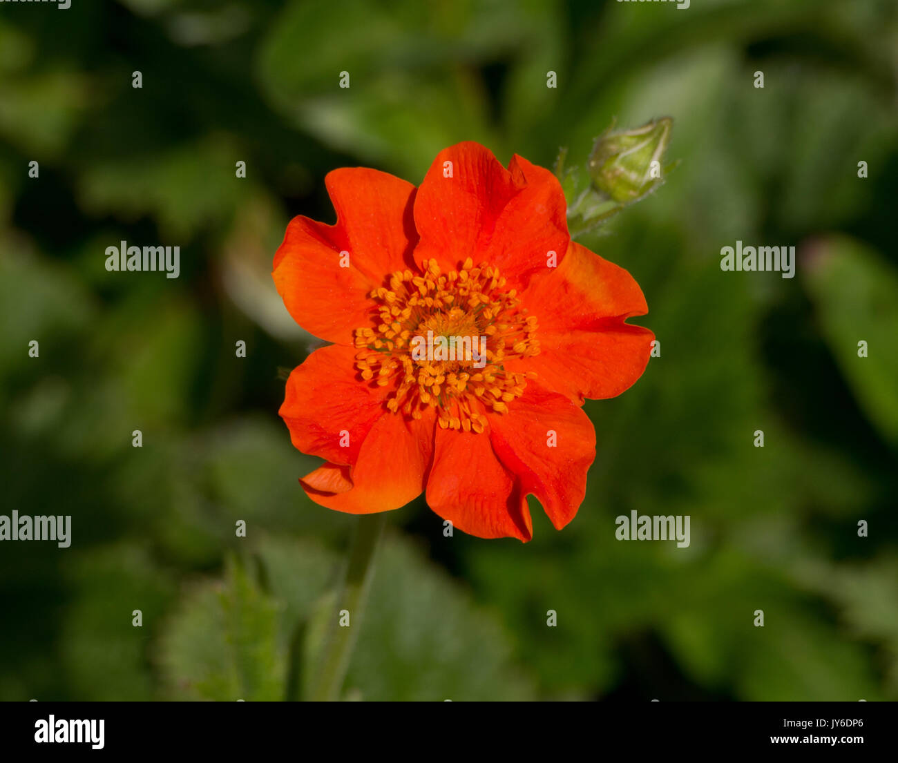 Geum 'Borisii Foto Stock