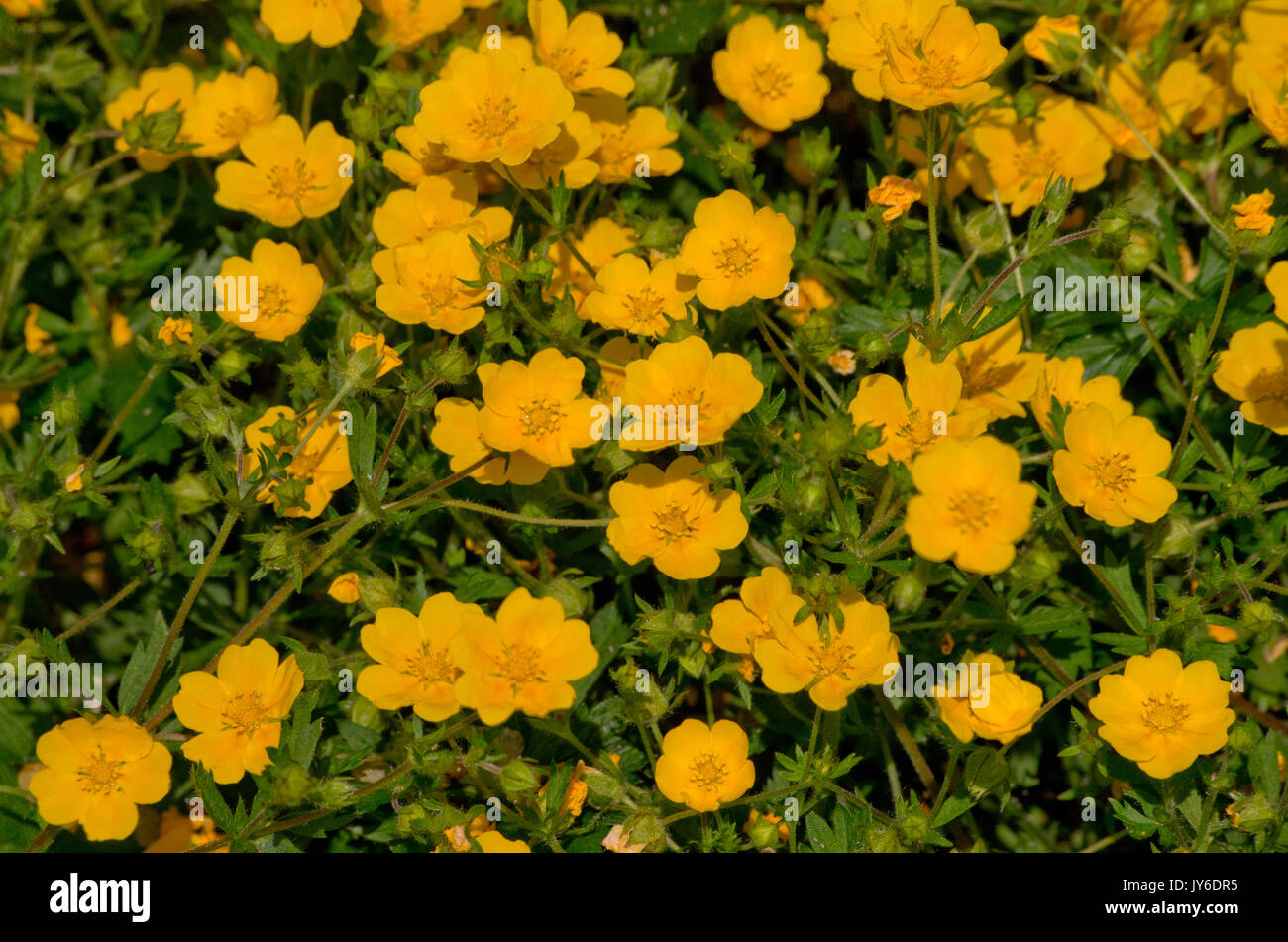 Potentilla pyrenaica Foto Stock