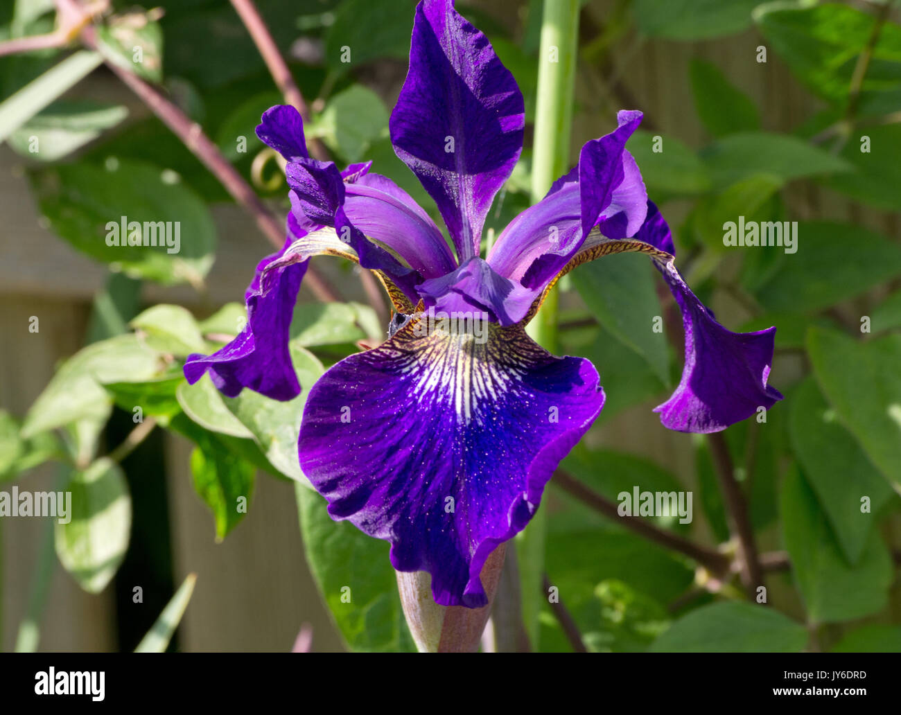 Iris sibirica 'Teal Velvet" Foto Stock