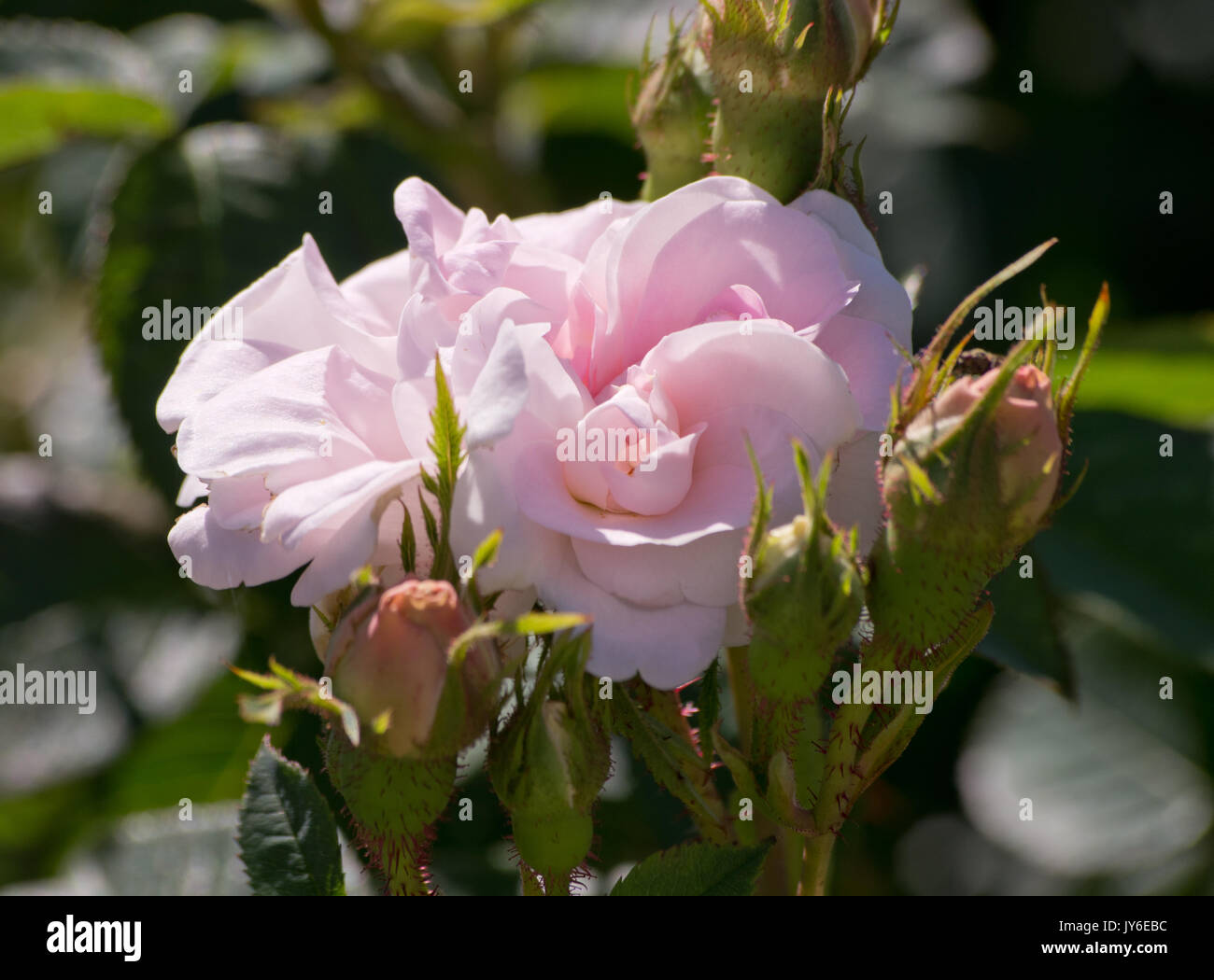 Rose groppa de Nymphe Foto Stock