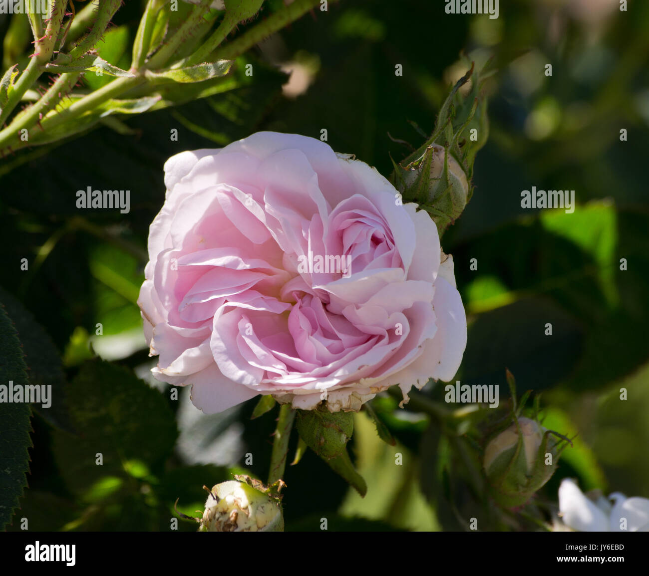 Rose groppa de nymphe Foto Stock