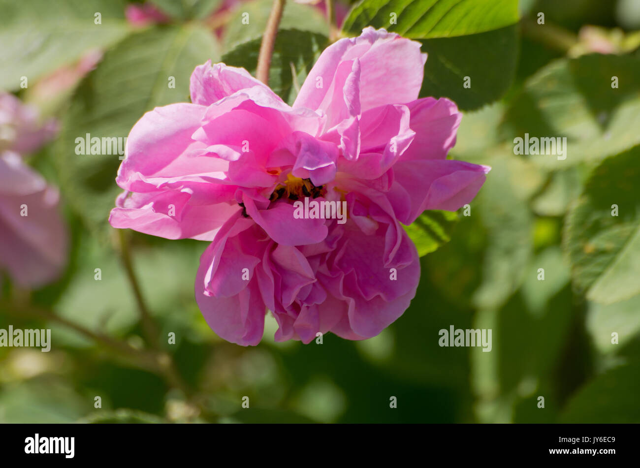 Rose York e Lancaster Foto Stock