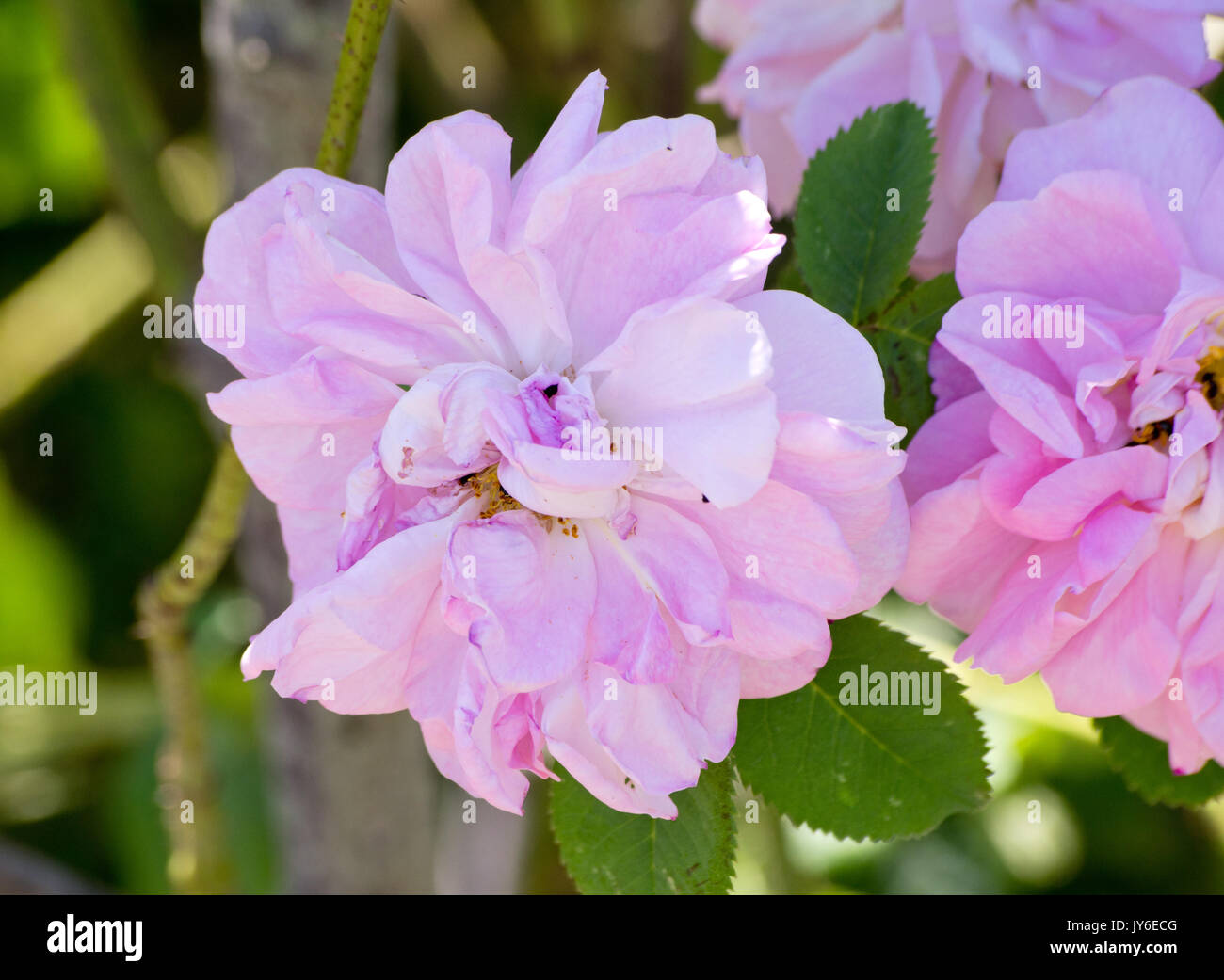 Celsiana rosa Foto Stock