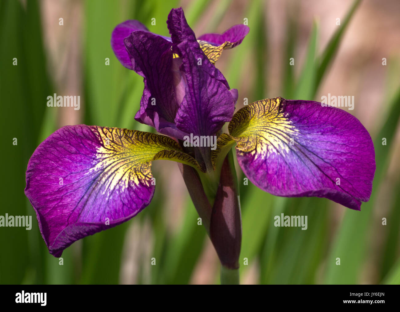Iris Sibirica Melton Red Flare Foto Stock