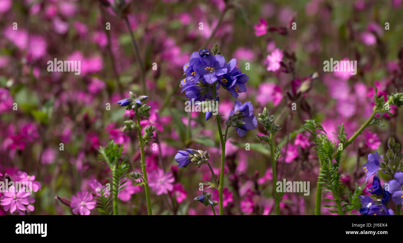Polemonium bressingham viola Foto Stock
