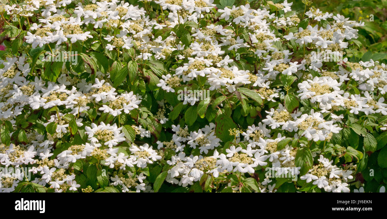 Viburnum plicatum Foto Stock