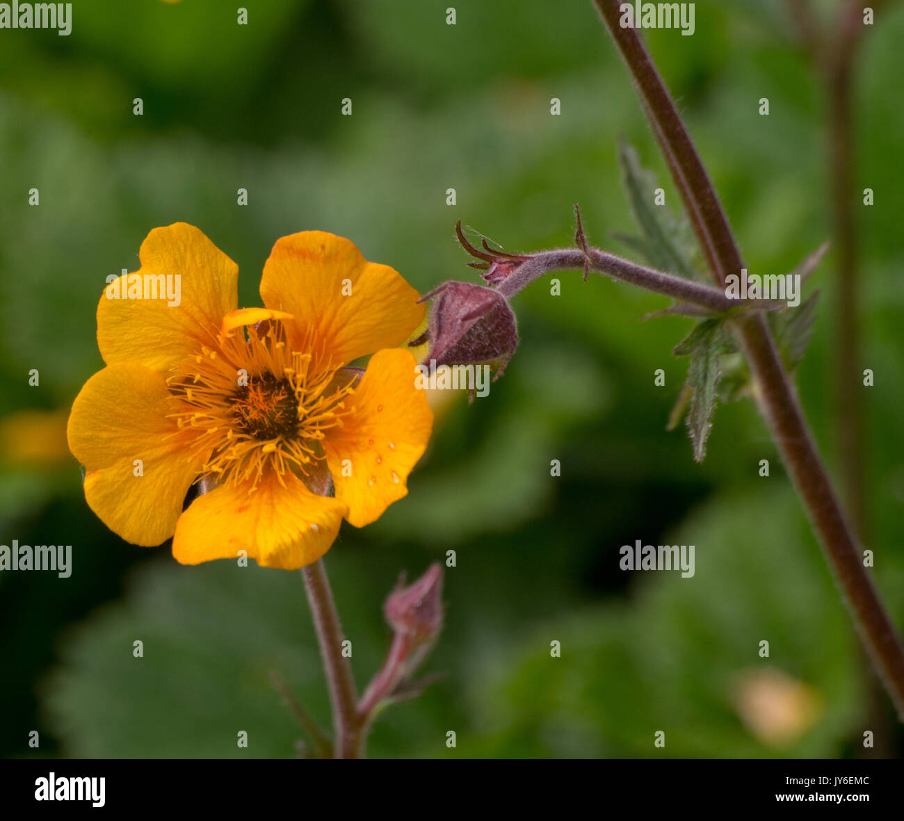 Geum Goldenberg Foto Stock