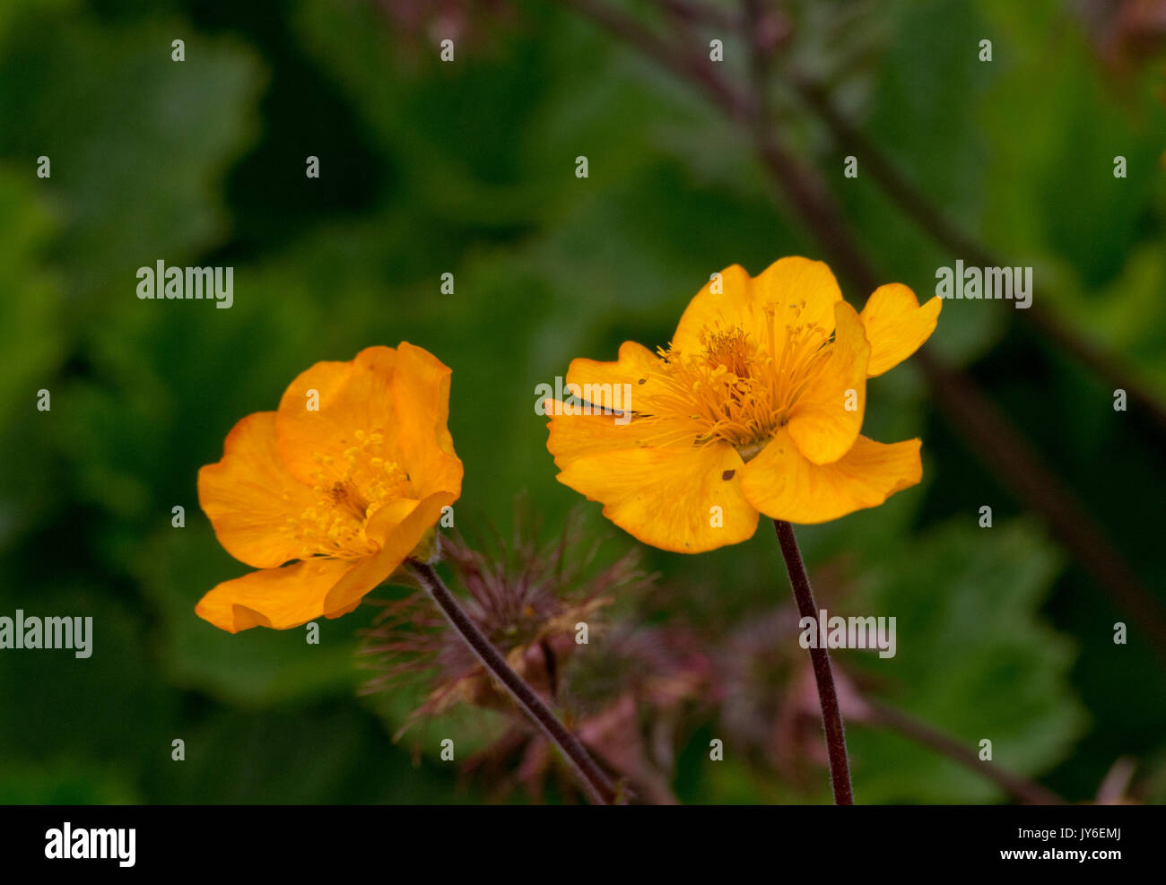 Geum Goldenberg Foto Stock