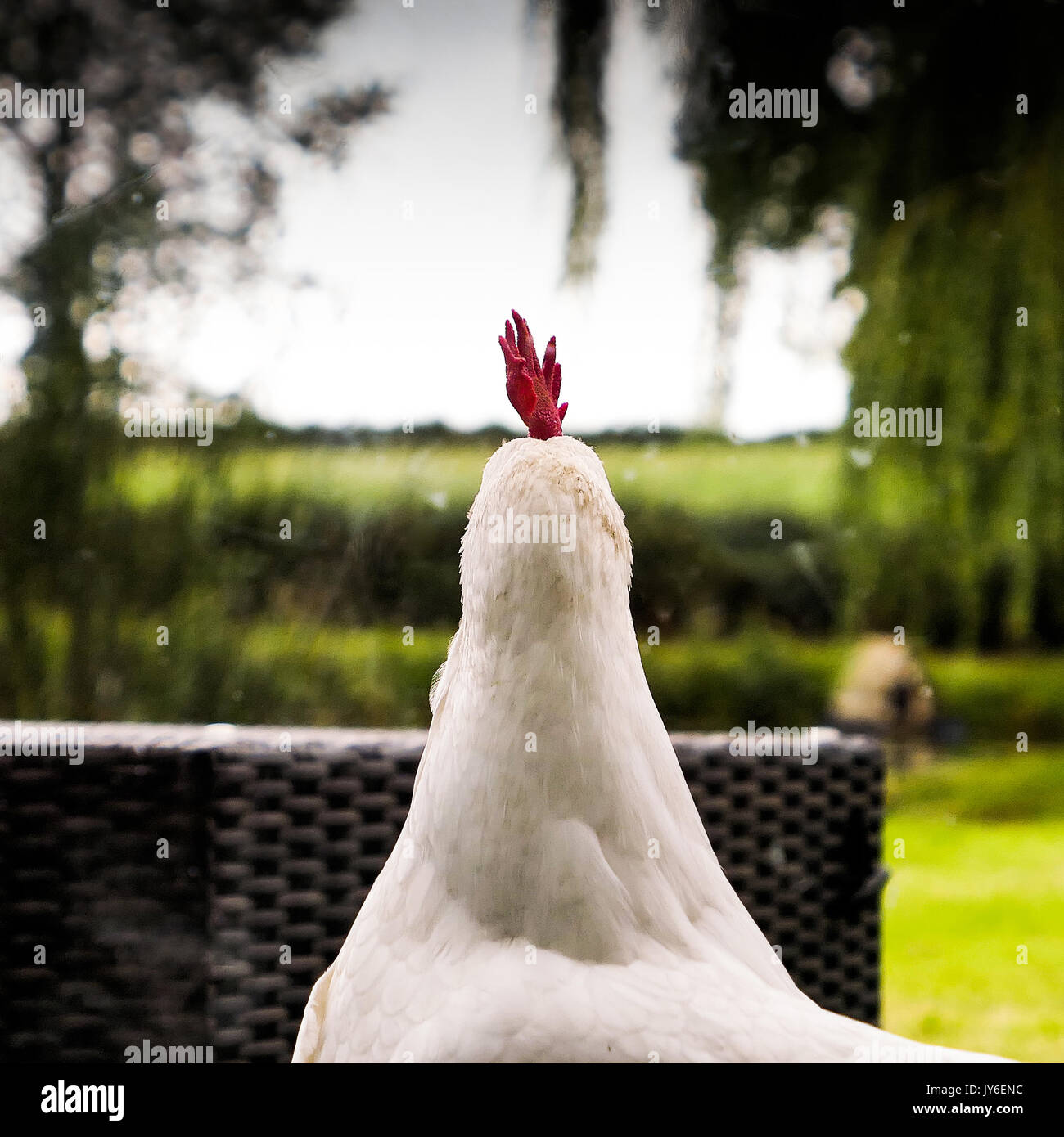 Il retro di un pollo Foto Stock