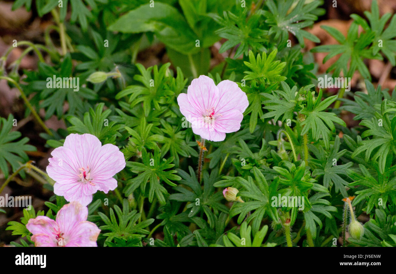 Geranium sanguineum Foto Stock