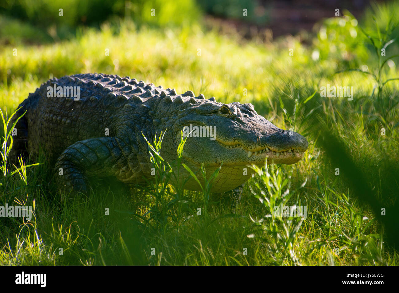 American Al Foto Stock
