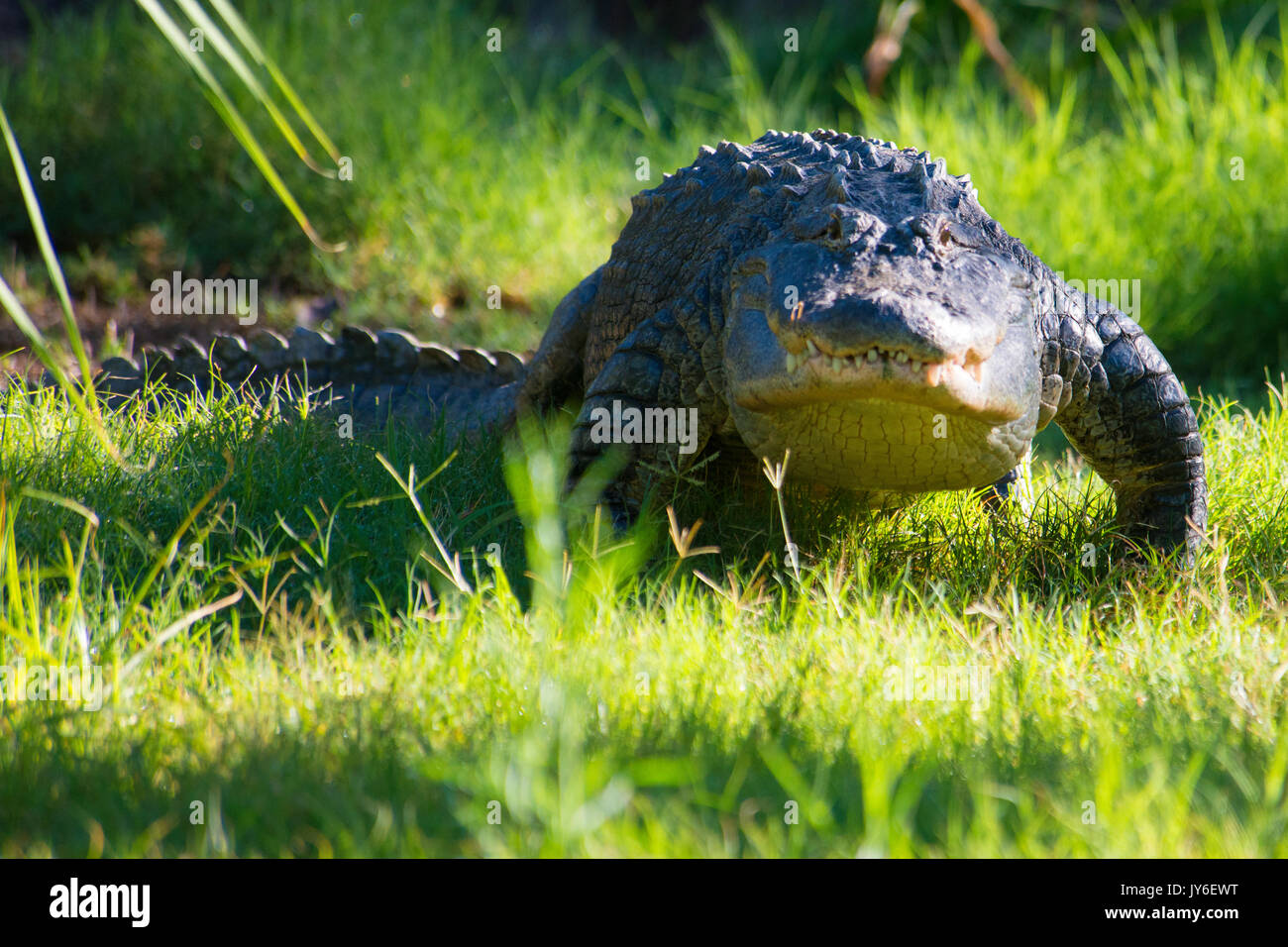 American Dragon Foto Stock