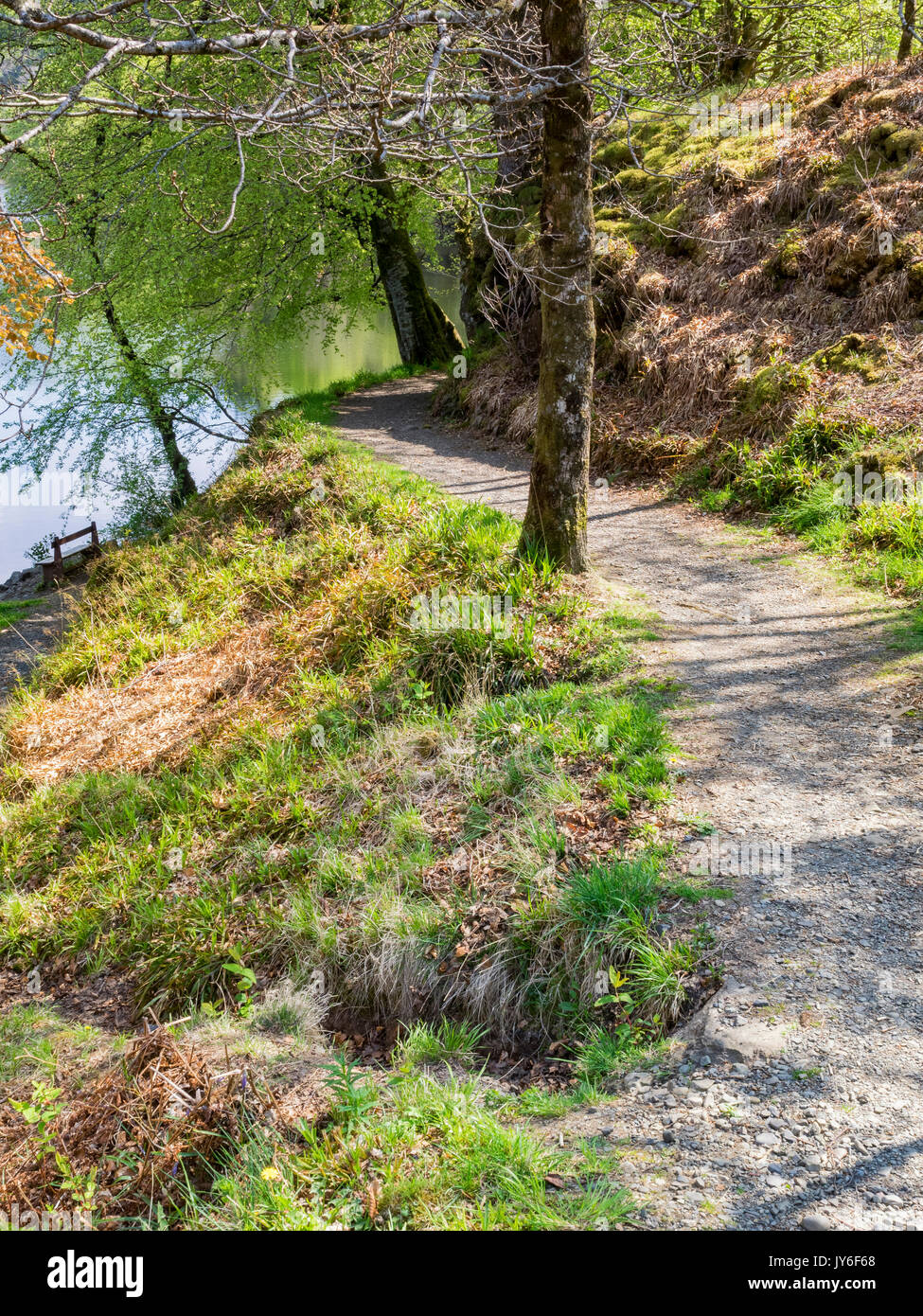 Un sentiero attorno al bordo del Loch in Aros Park, Tobermory Foto Stock