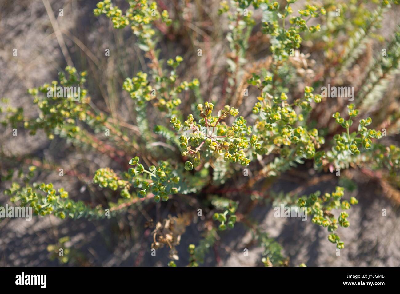 Francia, Région des Hauts de France, Picardia, Baie de Somme, Quend plage, massif dunaire dunes de sable oyats, fotografia Gilles Targat Foto Stock