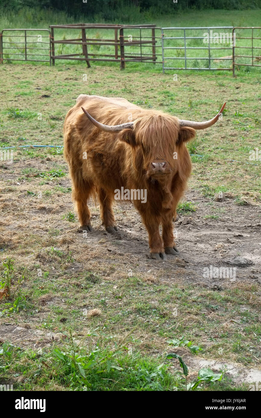 Capelli lunghi Highland mucca con grandi corna raffreddamento in un campo in Hampshire Foto Stock