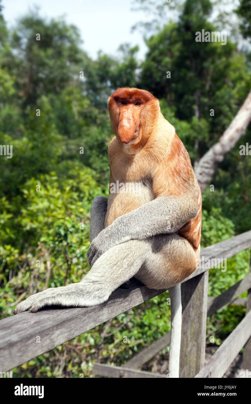 La proboscide di scimmia (Nasalis larvatus) o a becco lungo la scimmia, noto come bekantan in Indonesia, è un marrone rossastro essenze arboree scimmia del Vecchio Mondo con un Foto Stock