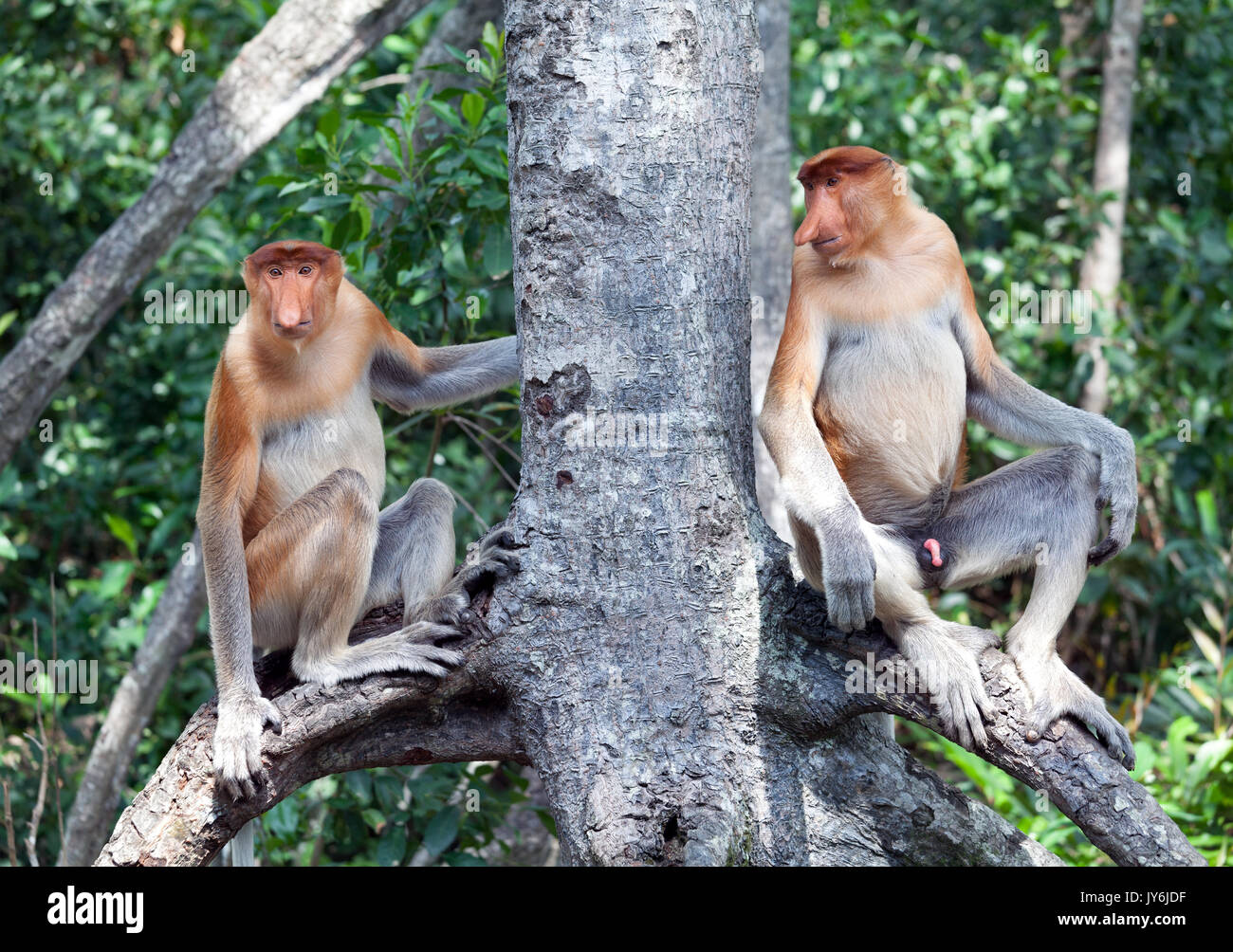 Proboscide scimmie seduti sui rami di alberi, Borneo Malaysia Foto Stock