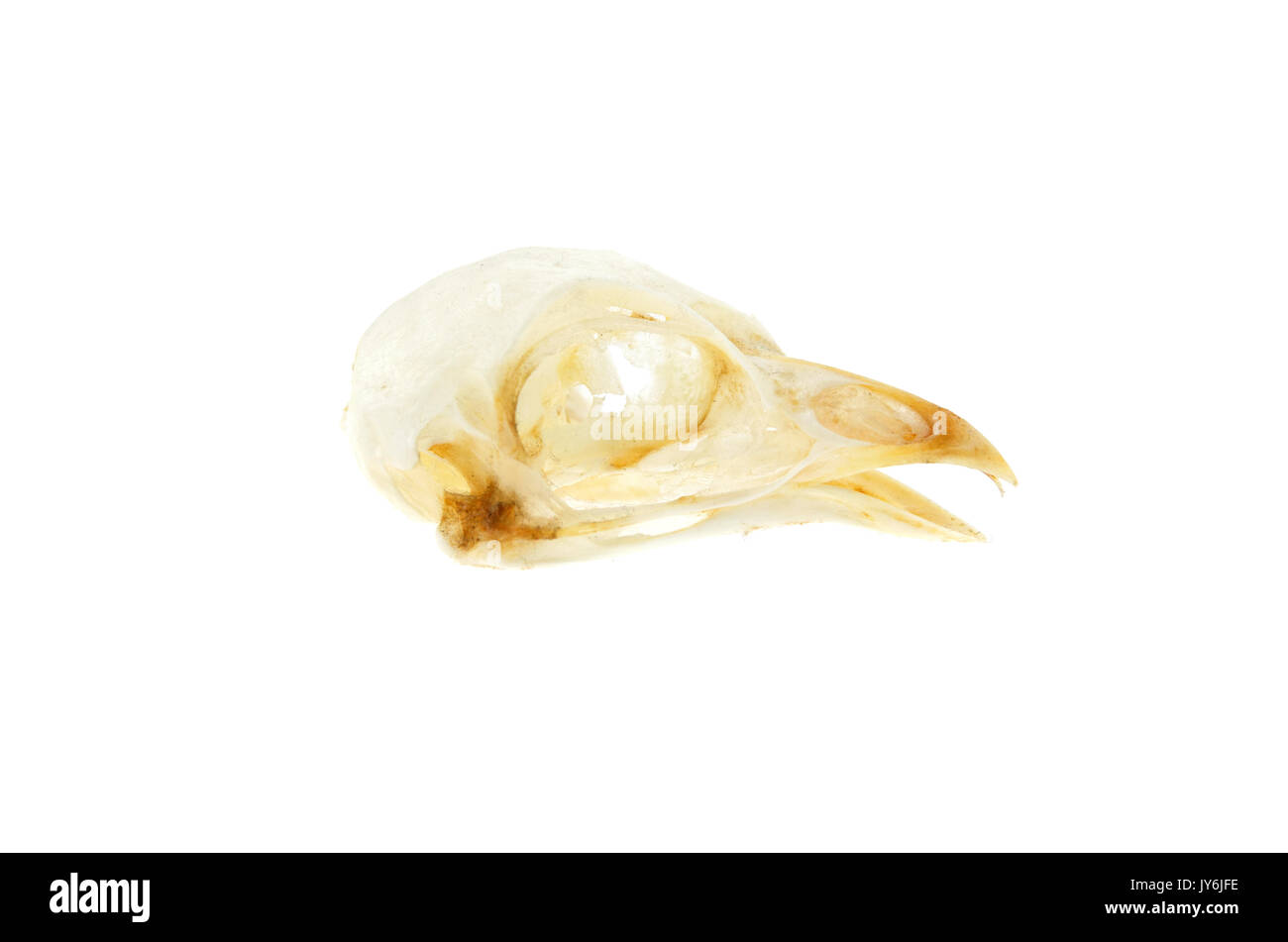 Cranio di un Ruffed Grouse (Bonasa umbellus) Foto Stock