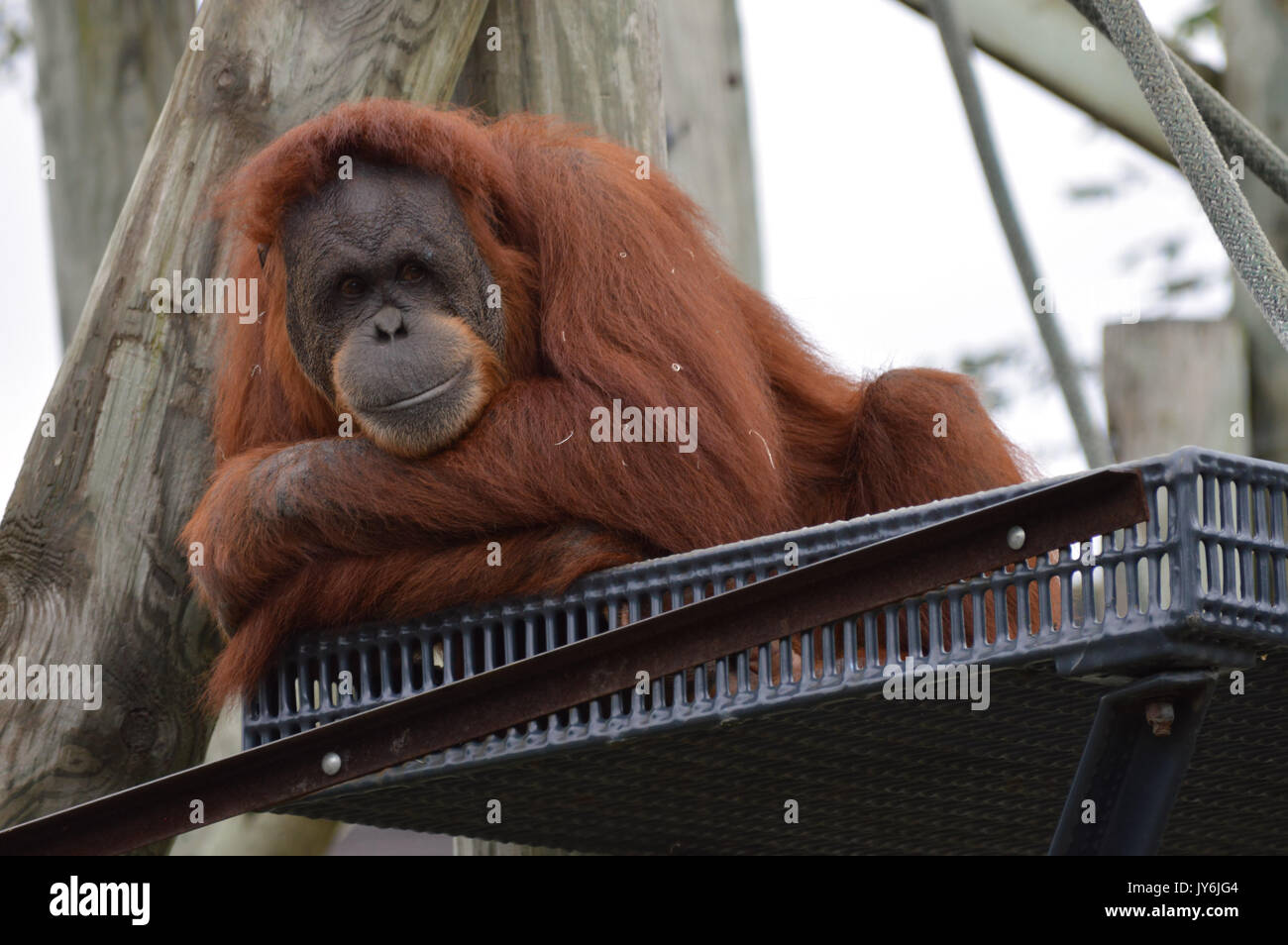 Orangutan guardando da una piattaforma Foto Stock