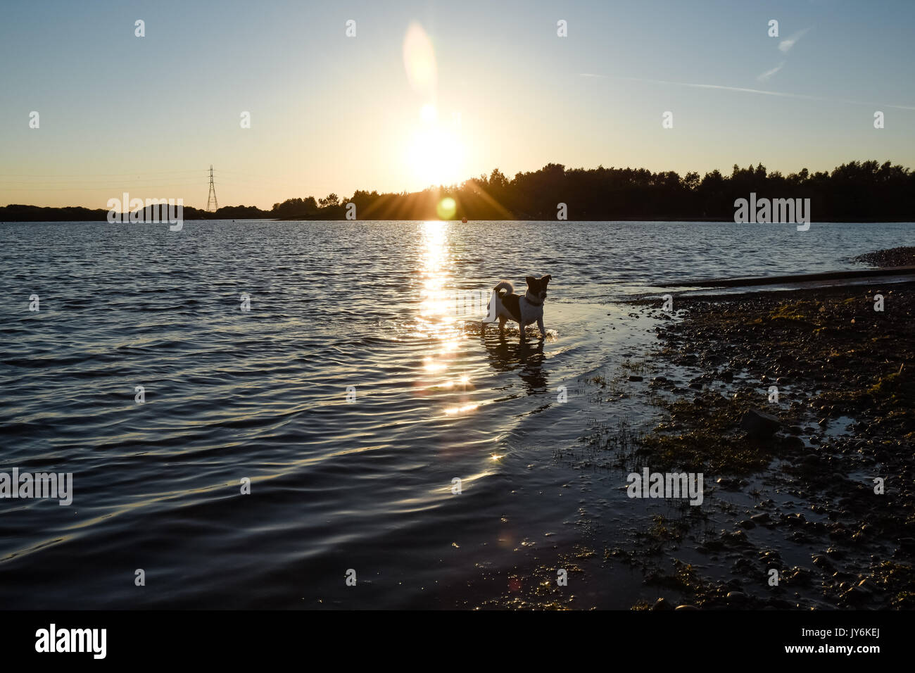 Jack Russell Terrier cane il raffreddamento in un lago in una calda serata d'estate Foto Stock