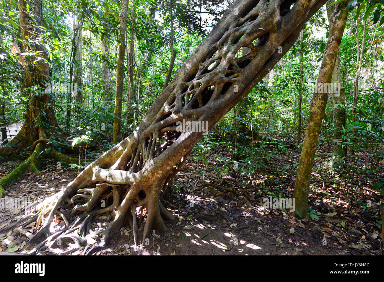Questo Strangler Fig Tree, visto dal Marrdja Boardwalk, ha ucciso la sua struttura ospitante. Cape Tribulation, Parco Nazionale Daintree, estremo Nord Queensland, FN Foto Stock