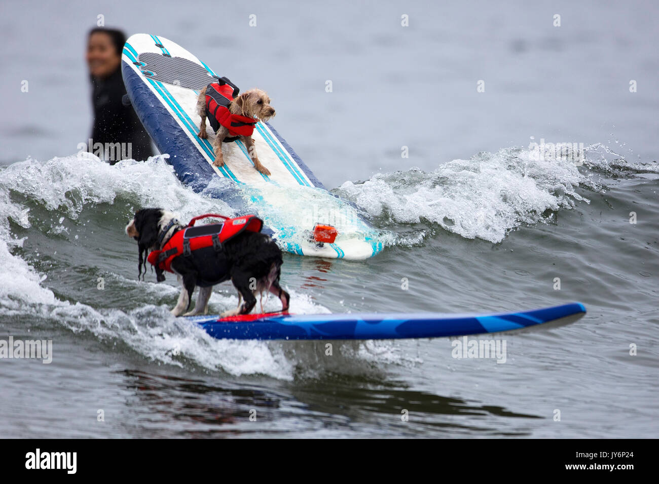 Cani competere nel mondo cane campionati di surf in Pacifica, California nel 2017 Foto Stock