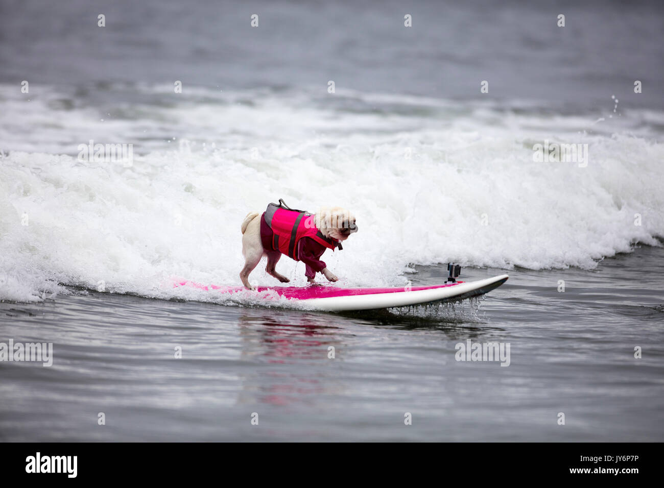 Cani competere nel mondo cane campionati di surf in Pacifica, California nel 2017 Foto Stock