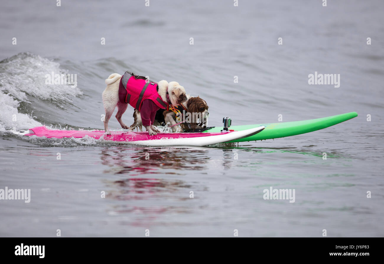 Cani competere nel mondo cane campionati di surf in Pacifica, California nel 2017 Foto Stock