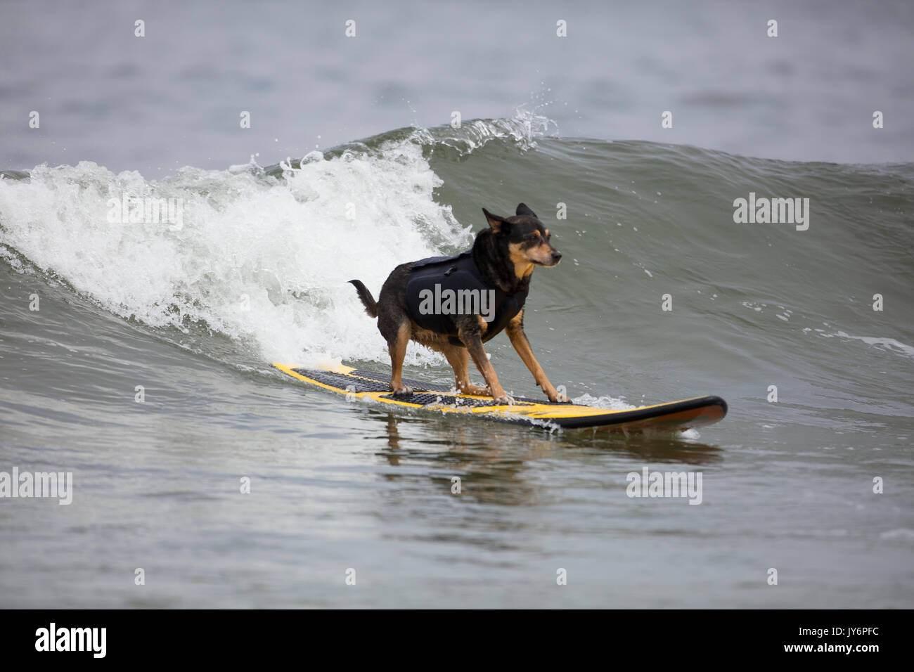 Cani competere nel mondo cane campionati di surf in Pacifica, California nel 2017 Foto Stock