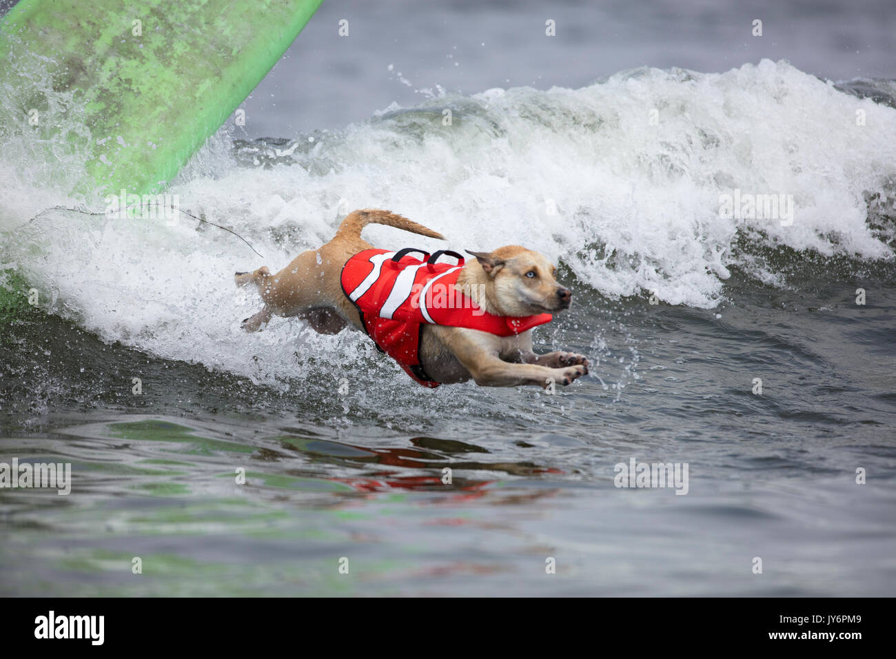 Cani competere nel mondo cane campionati di surf in Pacifica, California nel 2017 Foto Stock