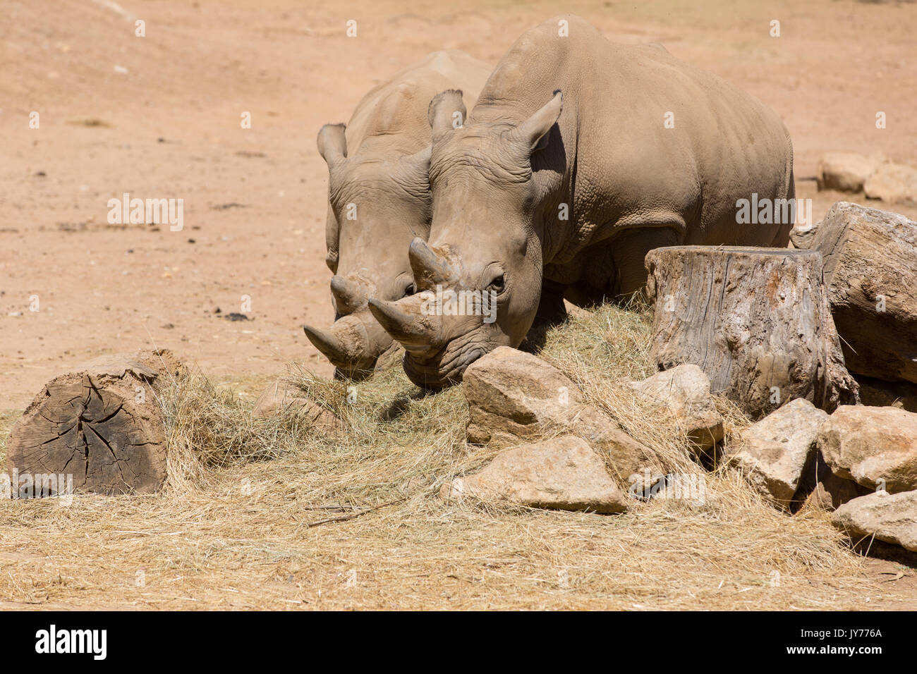 Due fauna africana di rinoceronte di safari Foto Stock
