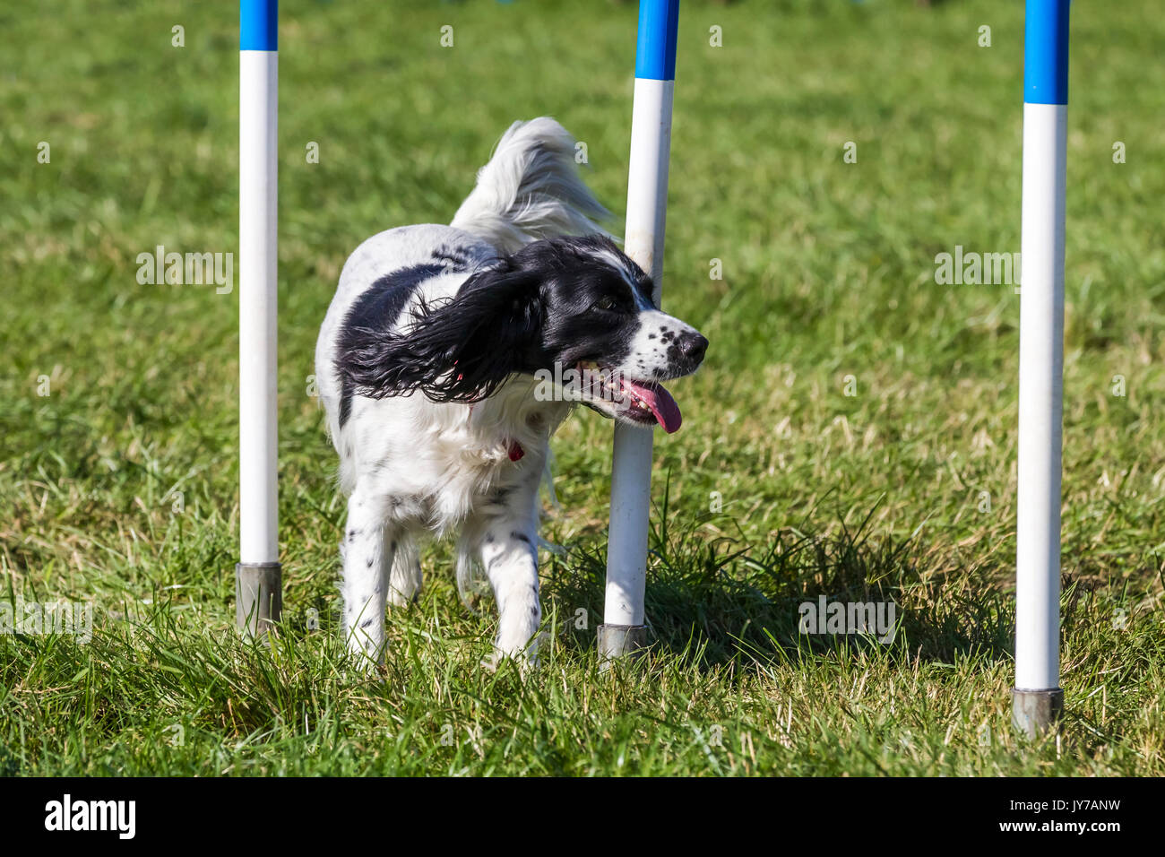 Rockingham, Northamptonshire, Regno Unito Kennel Club International. Dog agilità Festival. English Springer Spaniel. Foto Stock