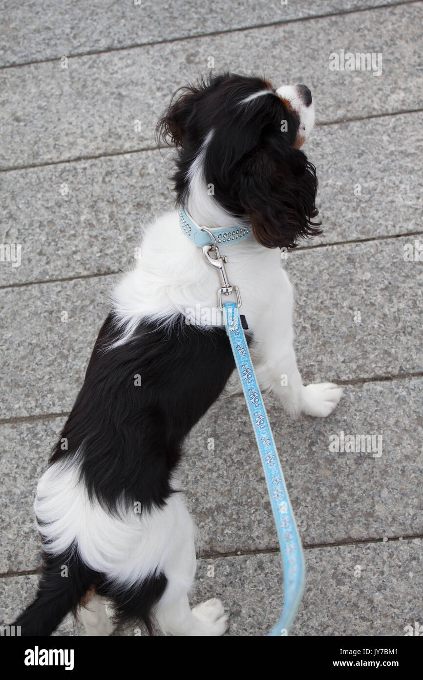 Cavalier King Charles cucciolo Spagniel camminando con il guinzaglio Foto Stock