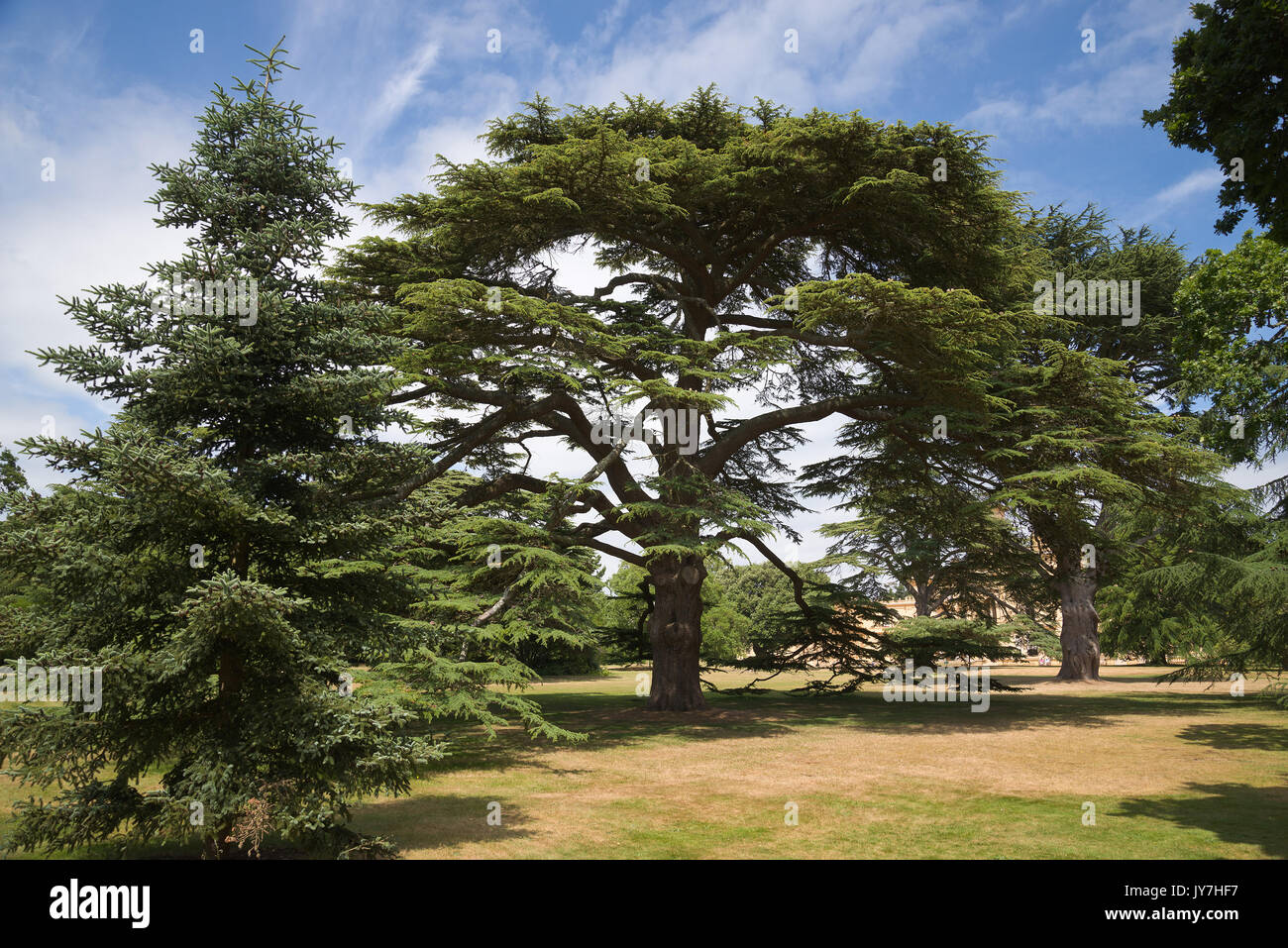 Albero di cedro a Osborne House, Isle of Wight, Regno Unito Foto Stock