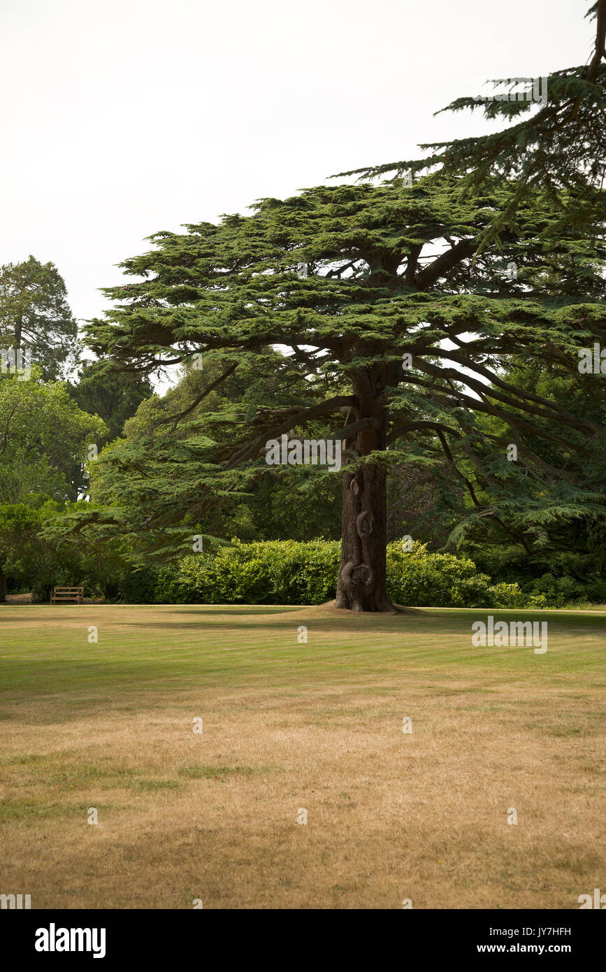 Albero di cedro a Osborne House, Isle of Wight, Regno Unito Foto Stock