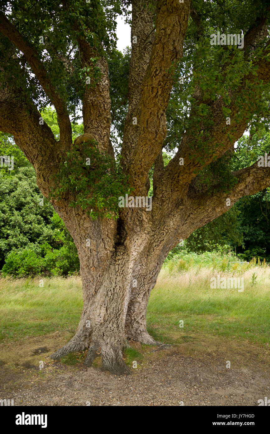 Albero di quercia da sughero Foto Stock