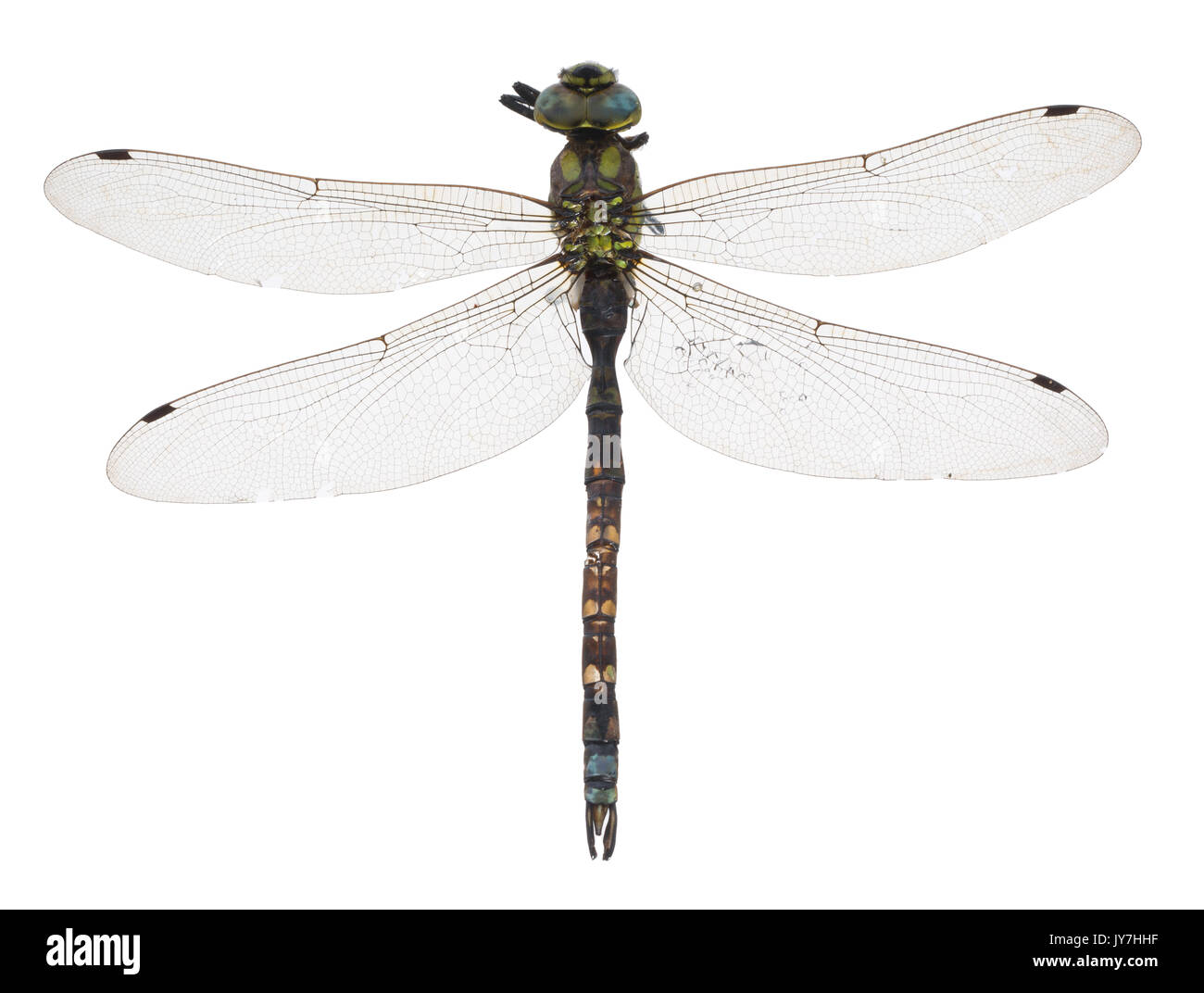 Southern Hawker libellula Foto Stock