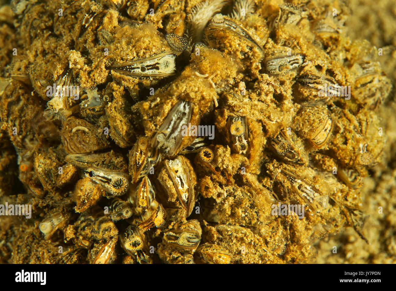 La zebra mussel (Dreissena polymorpha) dal fiume Drava Foto Stock