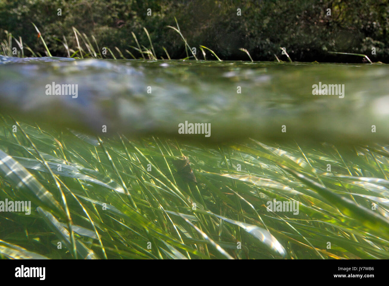 Inondati di Prato Drava floodplain Foto Stock