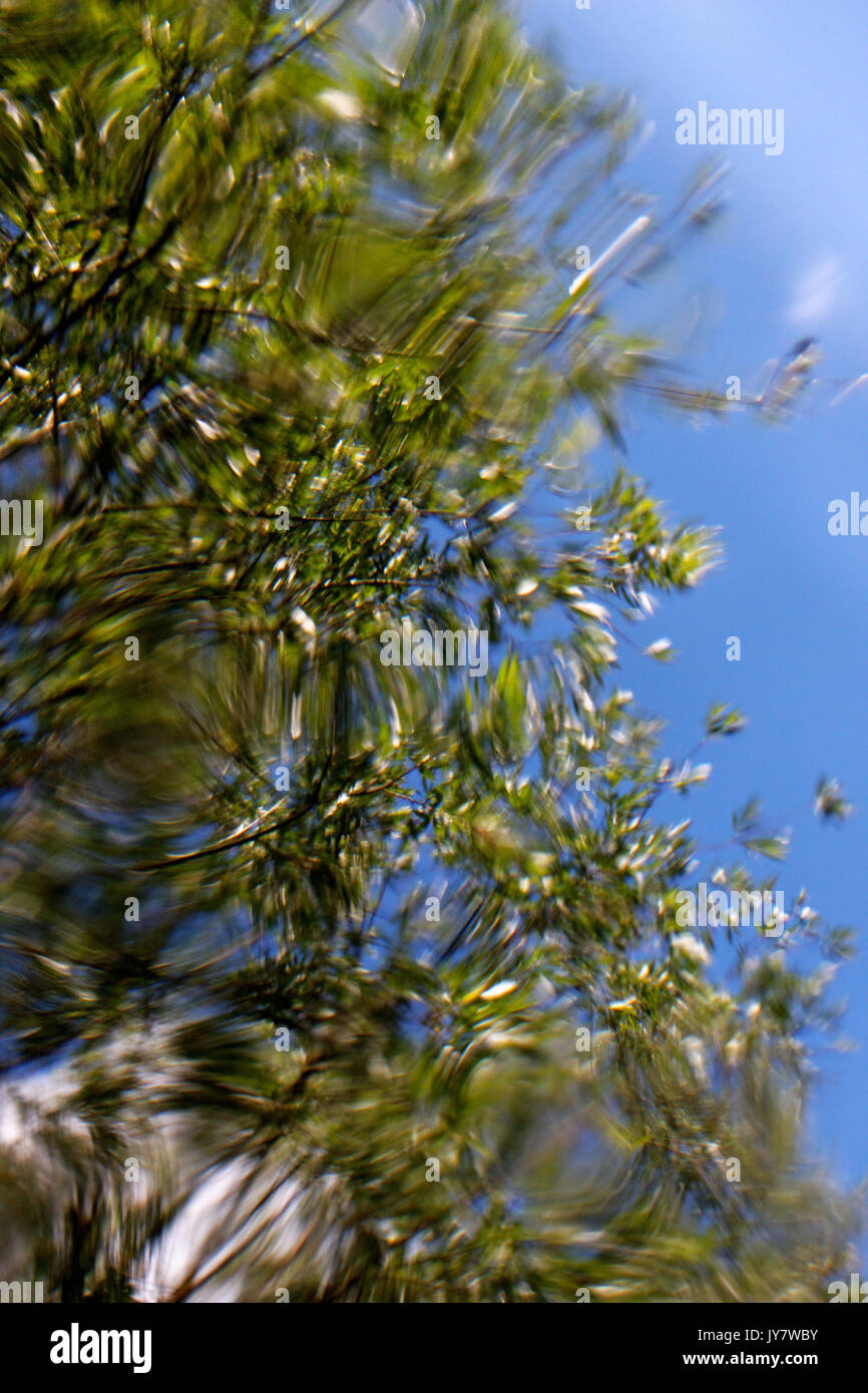 Foresta allagata nel fiume Drava floodplain Foto Stock