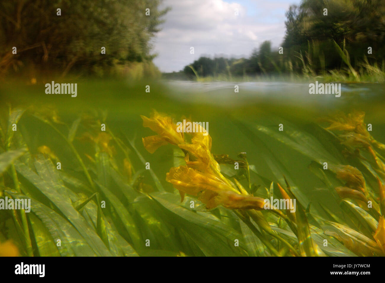 Inondati di Prato Drava floodplain Foto Stock