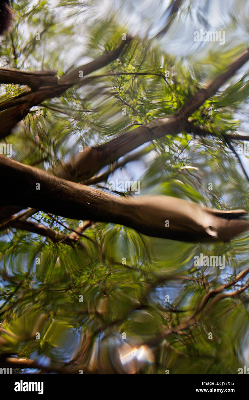 Foresta allagata nel fiume Drava floodplain Foto Stock