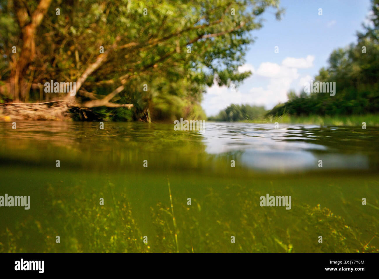 Foresta allagata nel fiume Drava floodplain Foto Stock