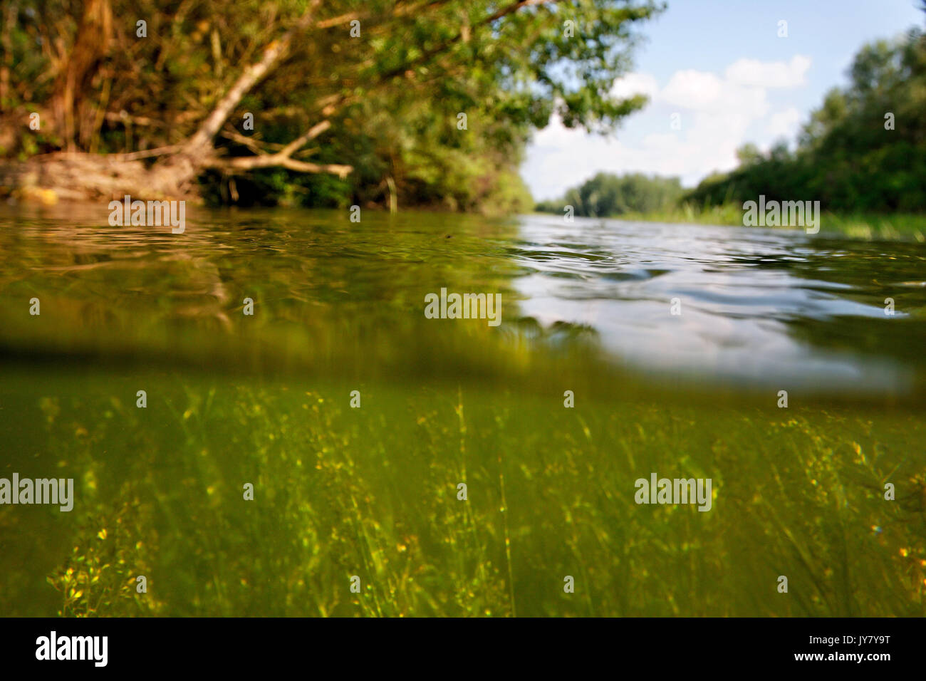 Foresta allagata nel fiume Drava floodplain Foto Stock