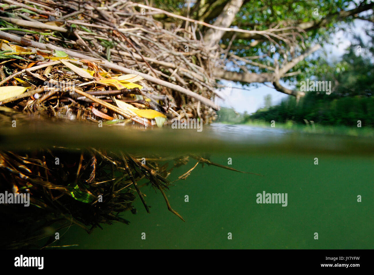 Foresta allagata nel fiume Drava floodplain Foto Stock